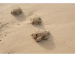 Súprava na piesok 3 ks Námornícky záliv – Obrázok 7